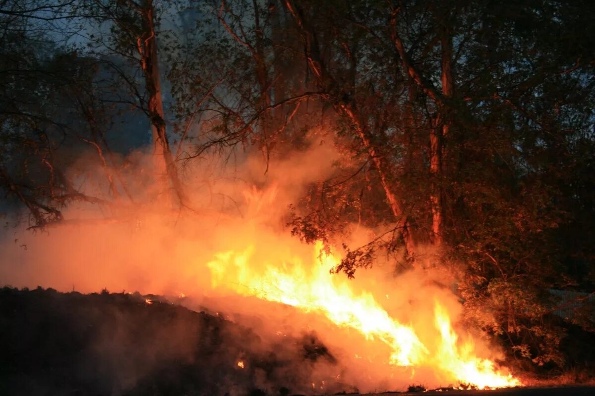 Лесные пожары. Лес в огне. Лесные пожары в Нижегородской области. Огонь лес горит.