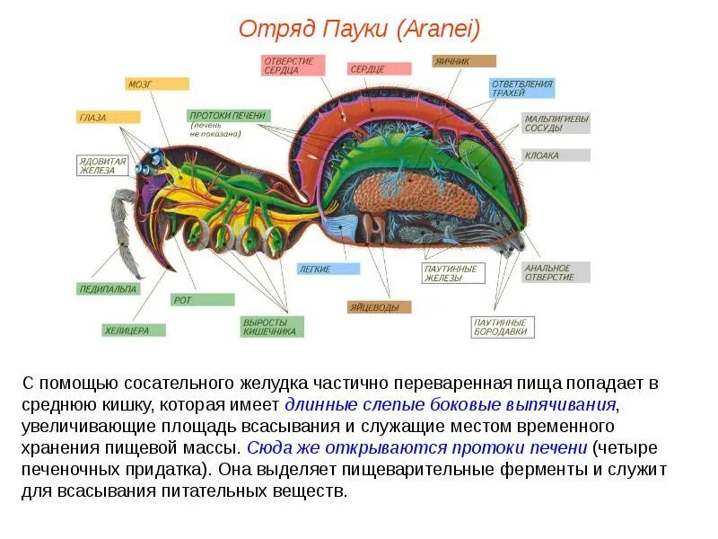 Нервная система паукообразных. Внутреннее строение паукообразных. Общая характеристика паукообразных. Пищеварительная система паукообразных. Паукообразные паутинные железы