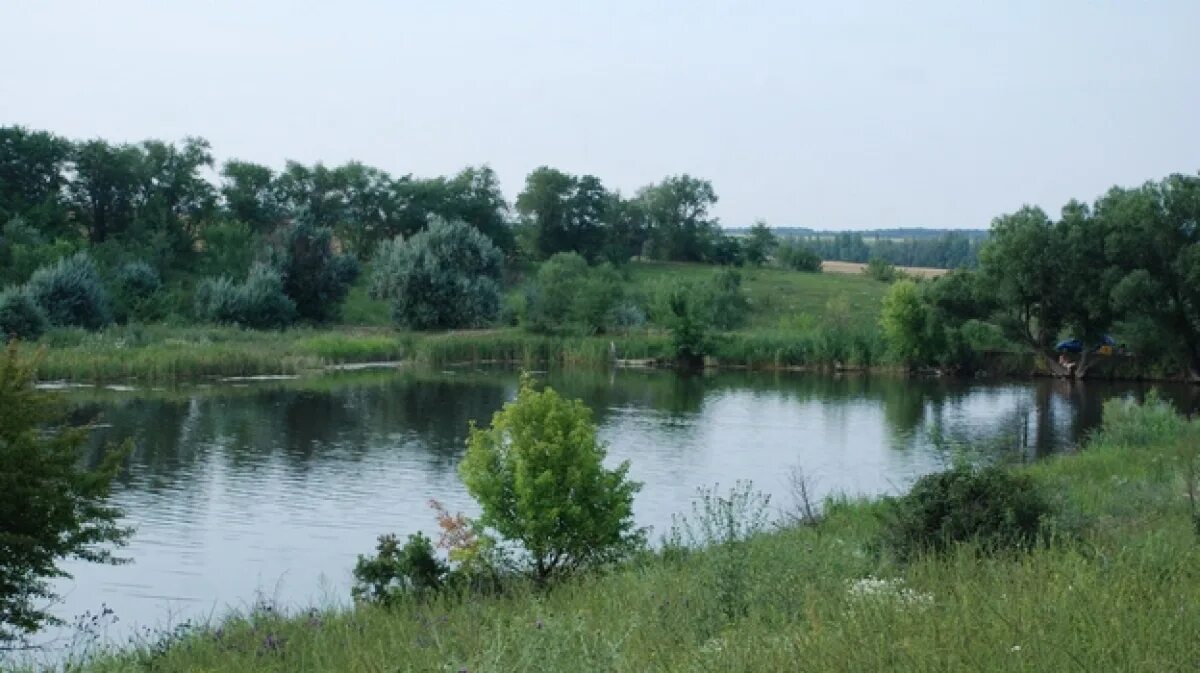 Погода в соленом кантемировского. Кантемировский пруд Воронежская. Кантемировка Кантемировский пруд. Митрофановка Кантемировский район пруд. Граковый пруд Кантемировка Воронежская.