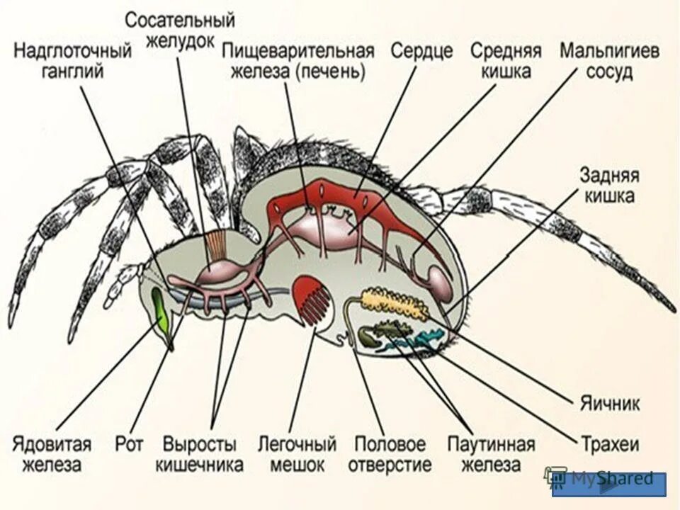 Отделы тела паукообразных 7 класс. Отделы тела паукообразных 7 класс