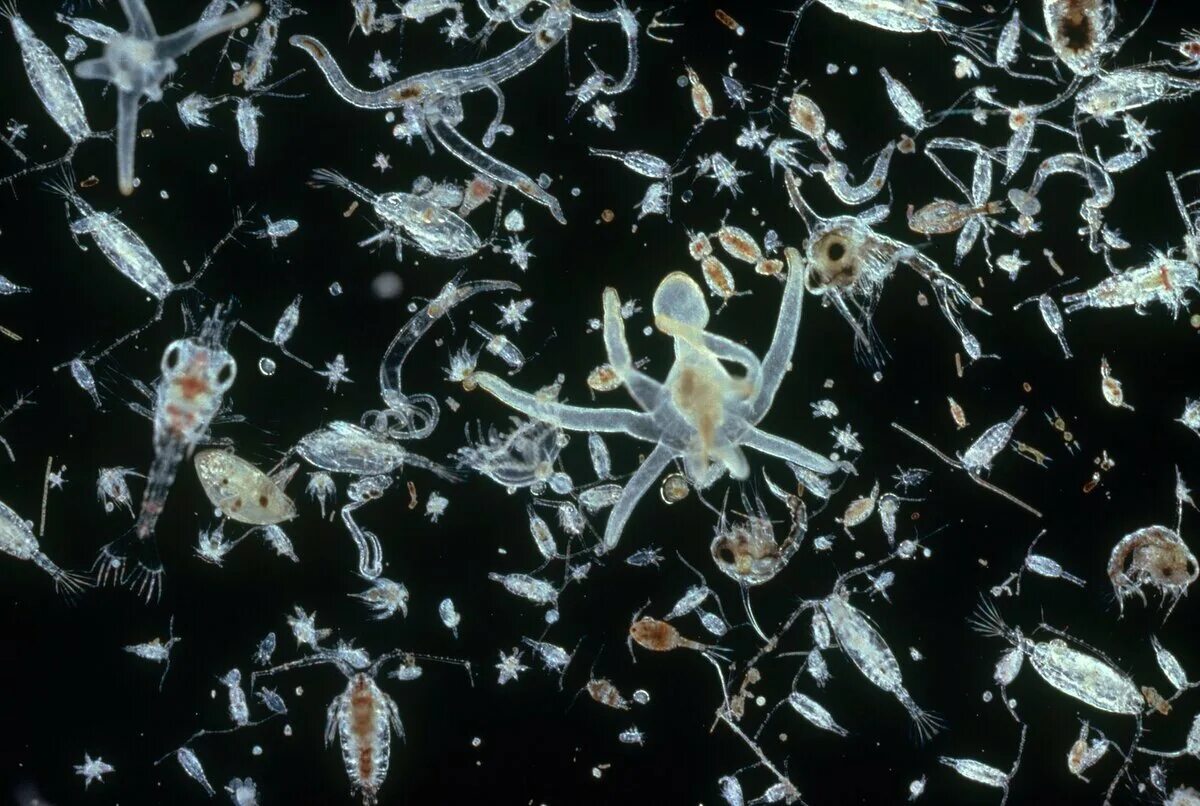 Криль зоопланктон. Зоопланктон и фитопланктон. Зоопланктон кладоцеры. Зоопланктоны ракообразные.