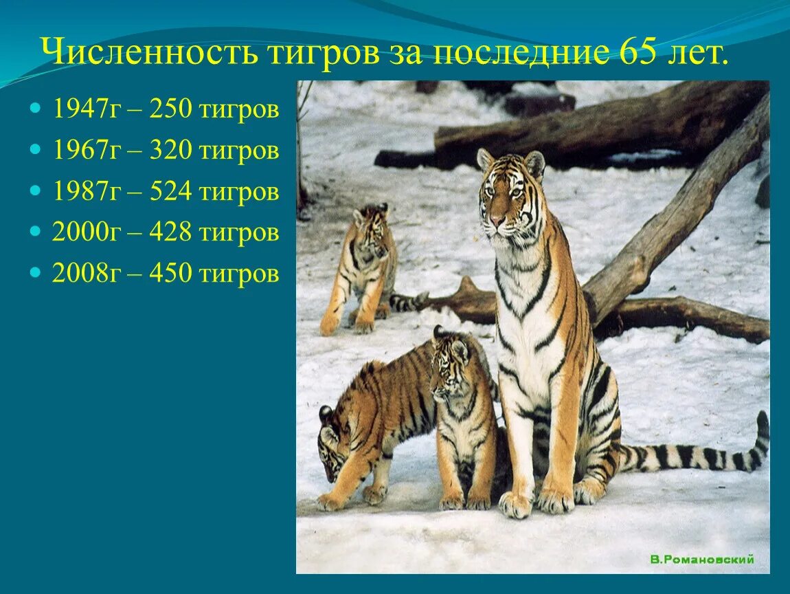Численность тигров. Амурский тигр численность. Амурский тигр общая численность. Графики численности тигров.