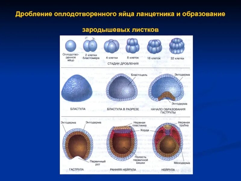 Онтогенез проверочная. Морула бластула. Морула бластула гаструла. Образование бластулы на стадии дробления. Схема дробления яйца ланцетника.