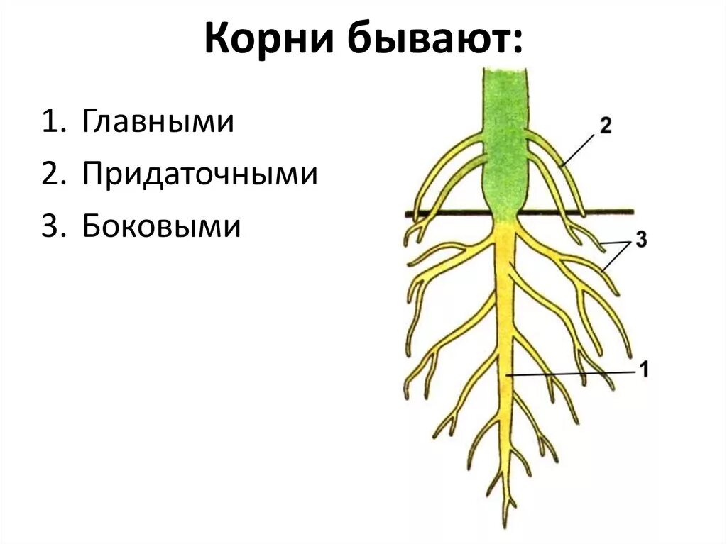 Корни растения бывают. Главный корень боковой корень придаточный корень. Придаточные боковые и главный корень. Придаточные корни и боковые корни. Главный корень и боковые корни.