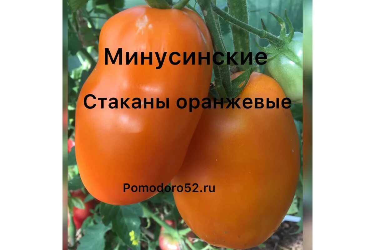 Томат Минусинские Стаканы оранжевые