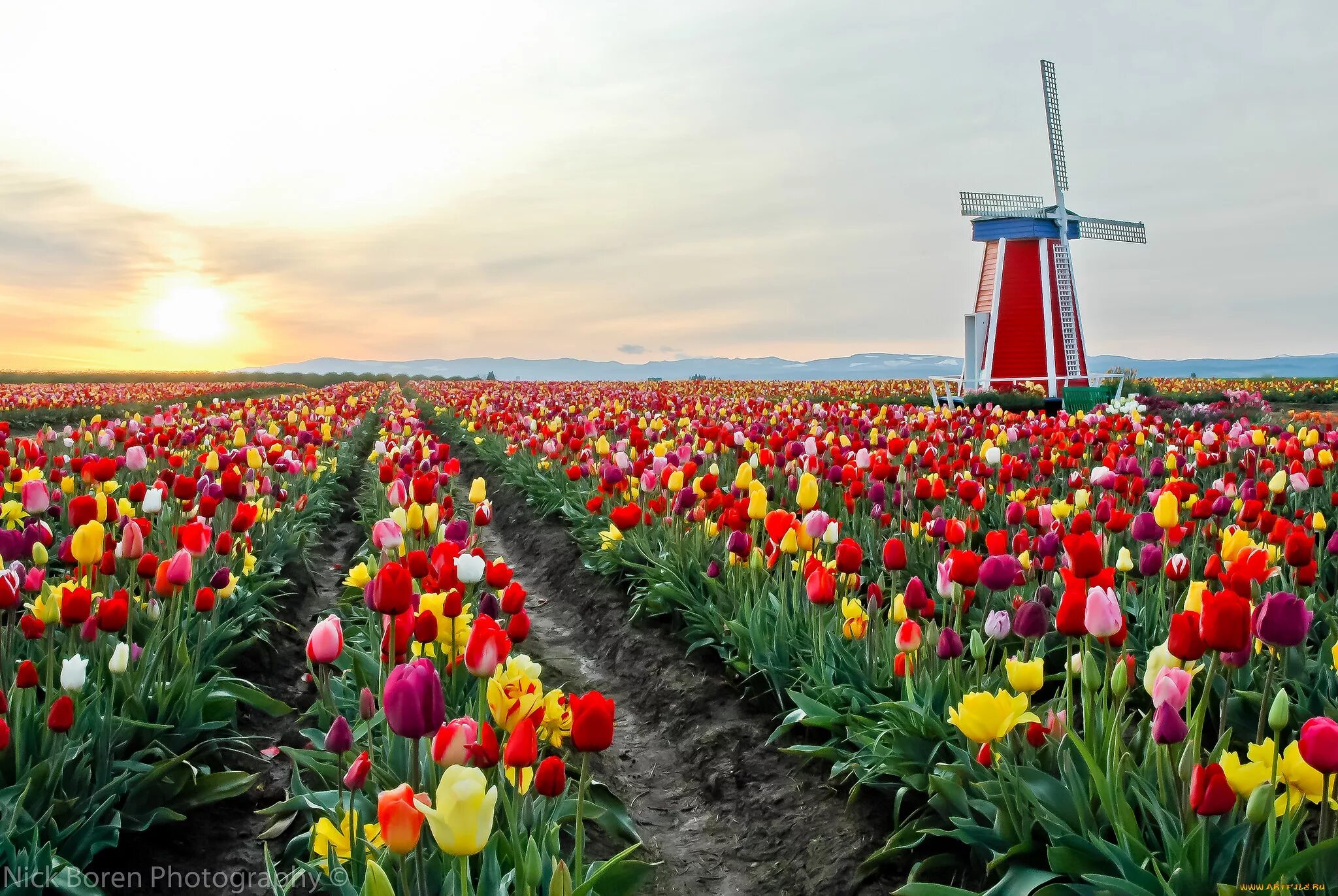 Jeric Urbayo Lifetime Traveller on Twitter Tulip fields netherlands, Cool places