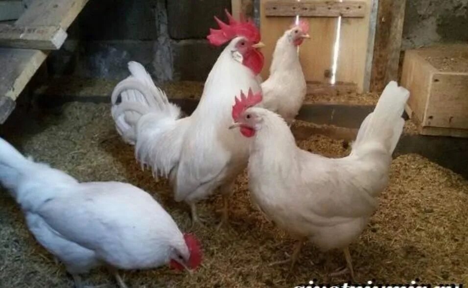 Куры несушки леггорн. Куры несушки минорка белая. Карликовый леггорн в-33. Леггорн белый описание. Цыплята породы леггорн.
