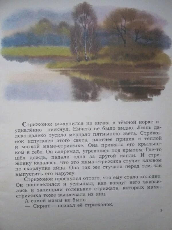 Отзыв на рассказ стрижонок скрип 4 класс. Стрижонок скрип. Стрижонок скрип вылупился.