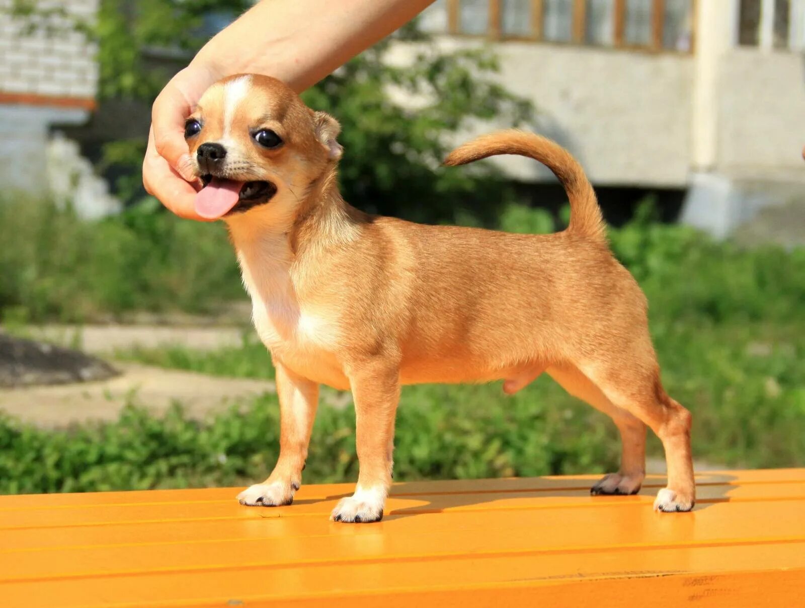 Чихуахуа в 6 месяцев. Чихуахуа стандарт в 3 месяца. Чихуахуа 6 месяцев. Чихуахуа мини 4 месяца. Чихуахуа 6 месяцев.