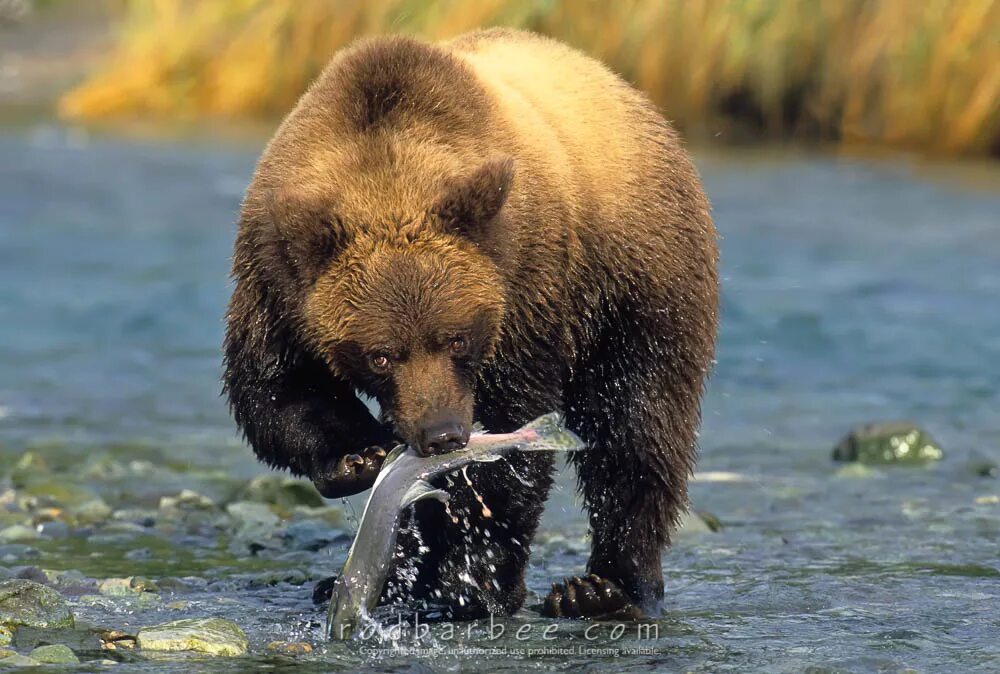Гризли и бурый медведь. Бурый медведь с медом. Бурый медвежонок. Медведь с шишкой. Медведи едят орехи.