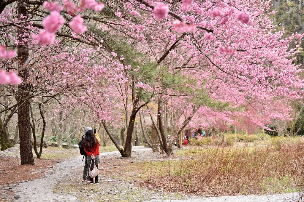 Сакура хан. Праздник цветения Сакуры в Японии. Япония Сакура Ханами. Ханами банэр. Булая Сакура.