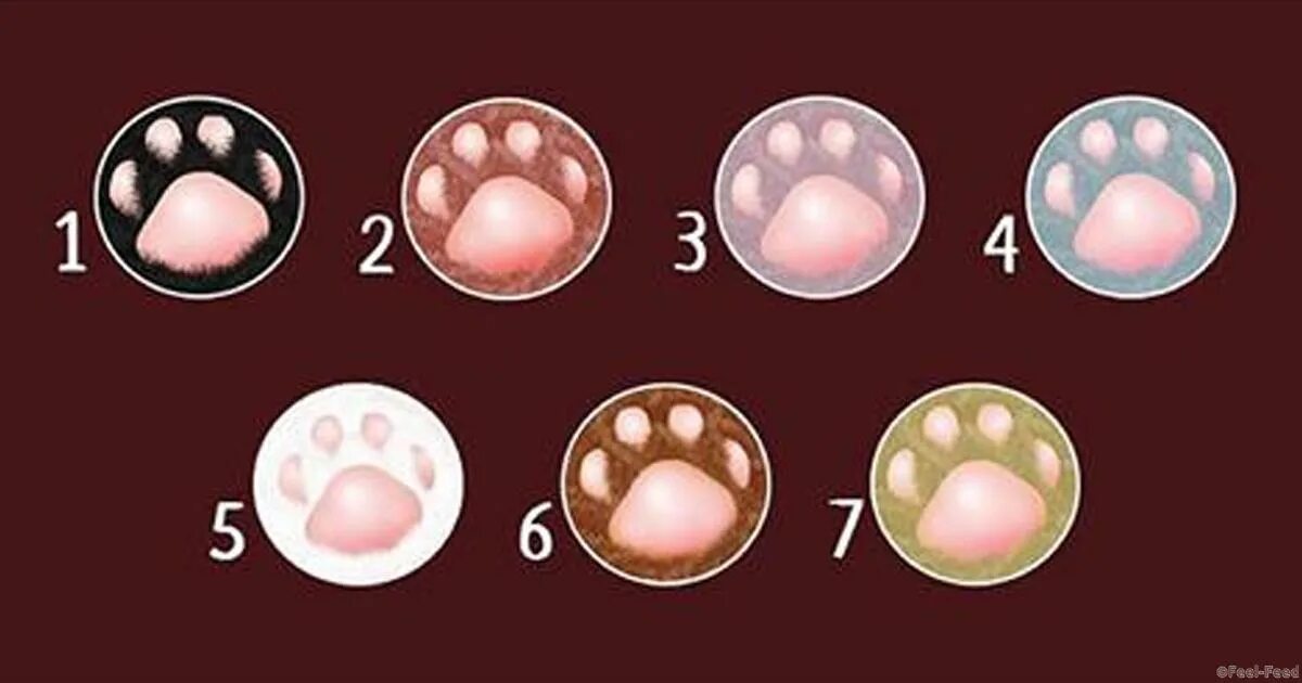 Шуточный тест выбери кота. Наклейки кошачьи следы. Отпечаток лапки кота. Кошачья лапка арт. Их виды и формы.