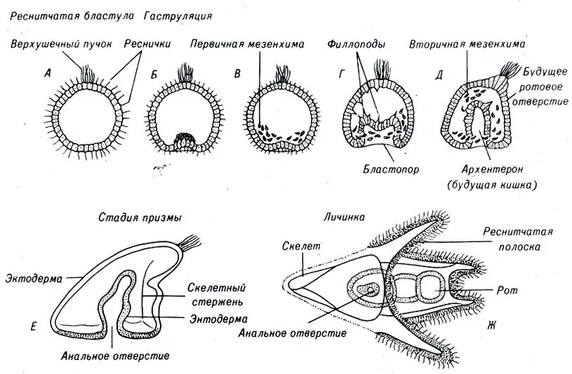 Морская звезда половое размножение