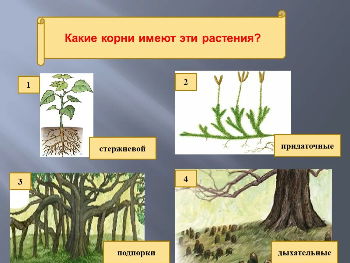 Придаточные корни у растений. Придаточные корни корня. Цветок с придаточным корнем. Придаточные корни примеры растений.