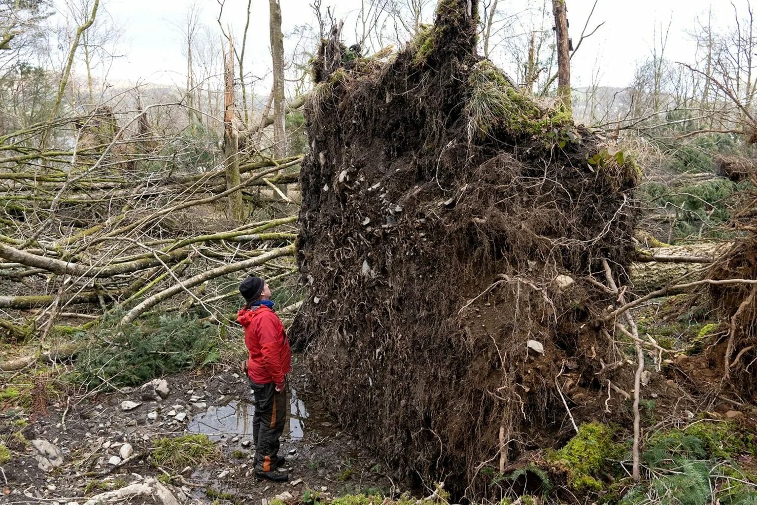 Гибли деревья. Миллионное дерево. Более 1 млн деревьев. 40 Млн деревьев. Lost tree