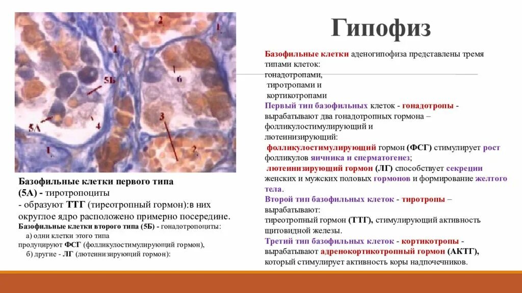 Гормон гипофиза стимулирует. Гипофиз гистология препарат. Аденогипофиз гистология гормоны. Оксифильные клетки гипофиза. Клетки передней доли гипофиза гистология.