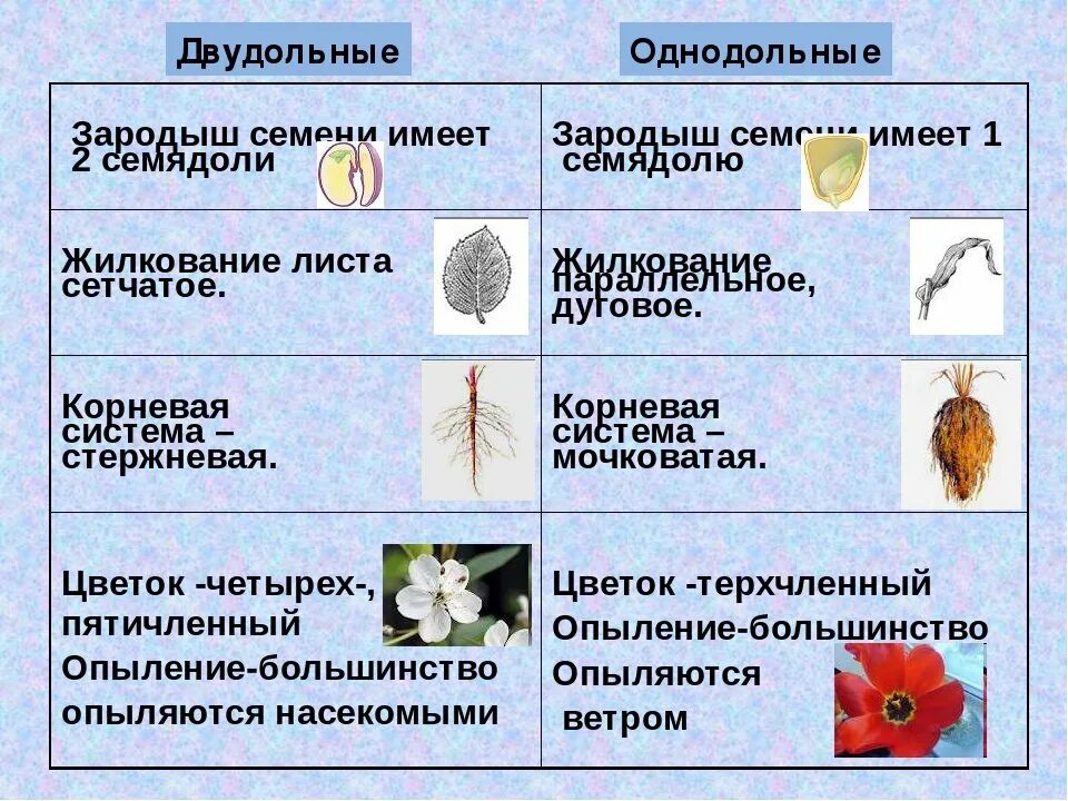 Покрытосеменные представители таблица. Семейство Однодольные или двудольные. Класс Однодольные и двудольные растения. Однодольные и двудольные растения таблица. Представители однодольных и двудольных растений таблица.