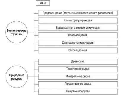 Функции выполняемые лесами