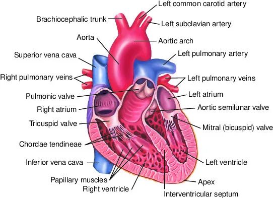 Heart ventricles. Сердце рисунок. Строение сердца на латыни. Heart definition. Ventricle and atrium.
