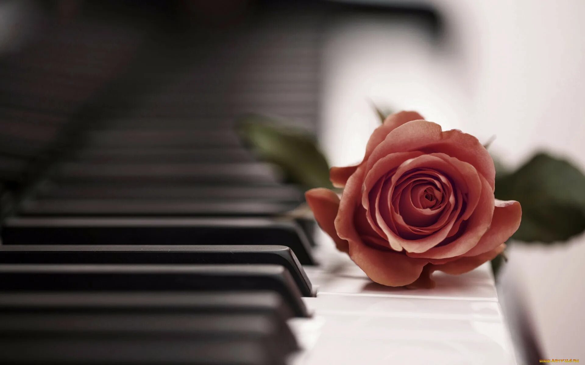 Музыка цветов мп3. Цветы на пианино. Цветы на рояле. Пианино с цветами. Фортепиано и цветы.