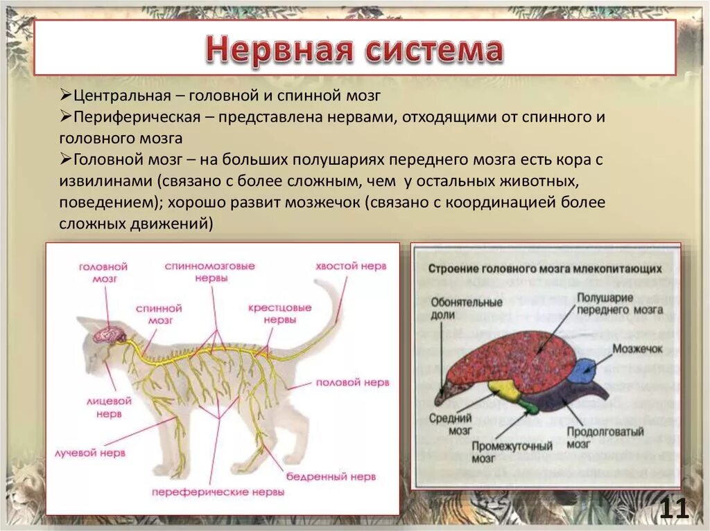 Наиболее развитые отделы головного мозга у млекопитающих. Нервная система позвоночных животных состоит. Нервная система позвоночных схема. Нервная система лекопита. Нервная система млекопитающих схема биология 7 класс.