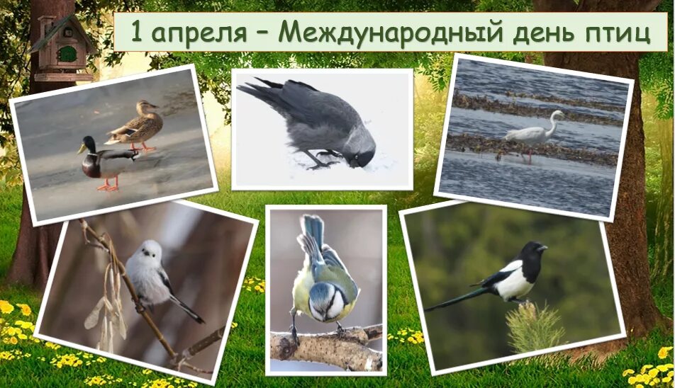 Международный день птицы отмечается 1 апреля