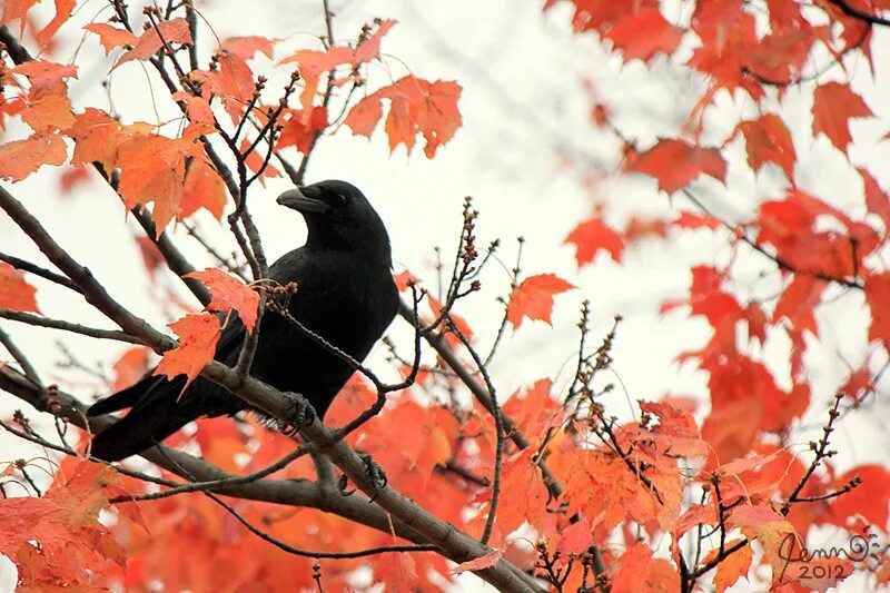 На ветки клена сели птицы. Осенние вороны. Вороны осенью. Ворона в осеннем лесу. Осенний ворон.