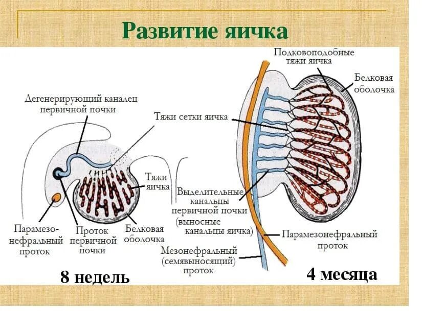 Развитие яичка. Яичко развивается из. Яичко, развитие, строение, функции.. Развитие яичка анатомия. Где находятся яички