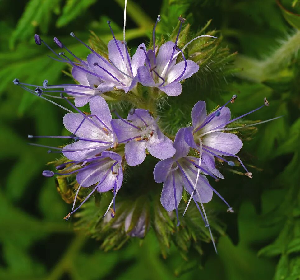 Фацелия пижмолистная. Фацелия пижмолистная Phacelia tanacetifolia. Фацелия медонос. Фацелия Медуница.