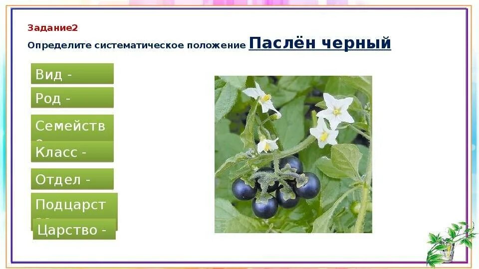 Растения семейства пасленовых ответ. Систематика пасленовых растений. Паслён чёрный царство отдел класс. Паслён чёрный царство отдел класс семейство род вид. Семейство Пасленовые систематика.
