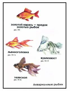 Аквариумные рыбки для дошкольников