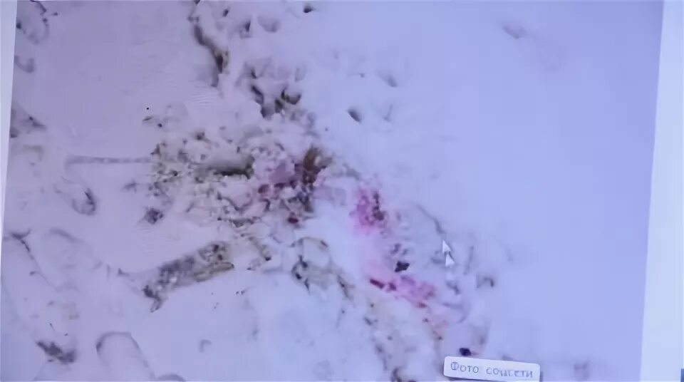 Розовый снег собаки. Розовый снег изониазид. Розовый снег отрава для собак. Розовый снег догхантеры.