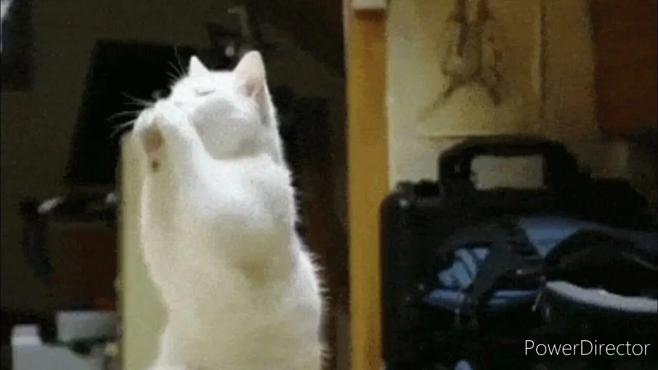 Танцующие котики гиф. Танцующий кот гиф. Танцующий котик gif. Кот танцует гиф. Котик пляшет.