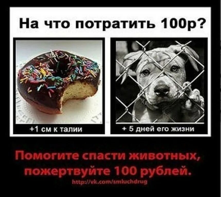 А по могите. 100 рублей в помощь животным. 100 рублей спасут жизнь. помогите на еду животным. спаси жизнь животных.