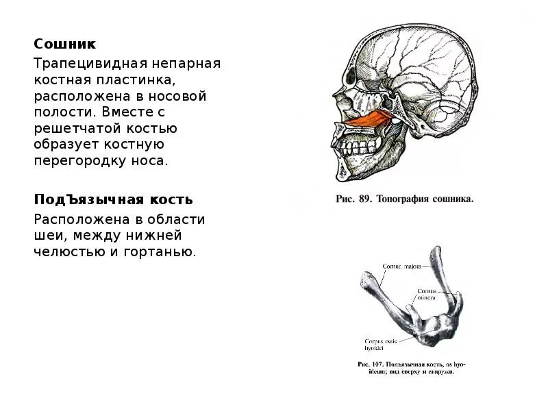 Где сошников. Сошник кость черепа. Строение черепа сошник. Кости черепа сошник. Сошник кость черепа анатомия человека.