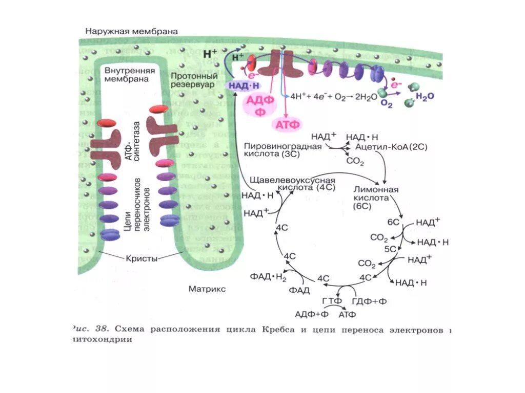 Синтез АТФ В митохондрии клетки схема. Энергетический обмен цикл Кребса и окислительное фосфорилирование. Схема клеточного дыхания цикл Кребса. Этапы энергетического обмена таблица цикл Кребса. Митохондрия аэробный