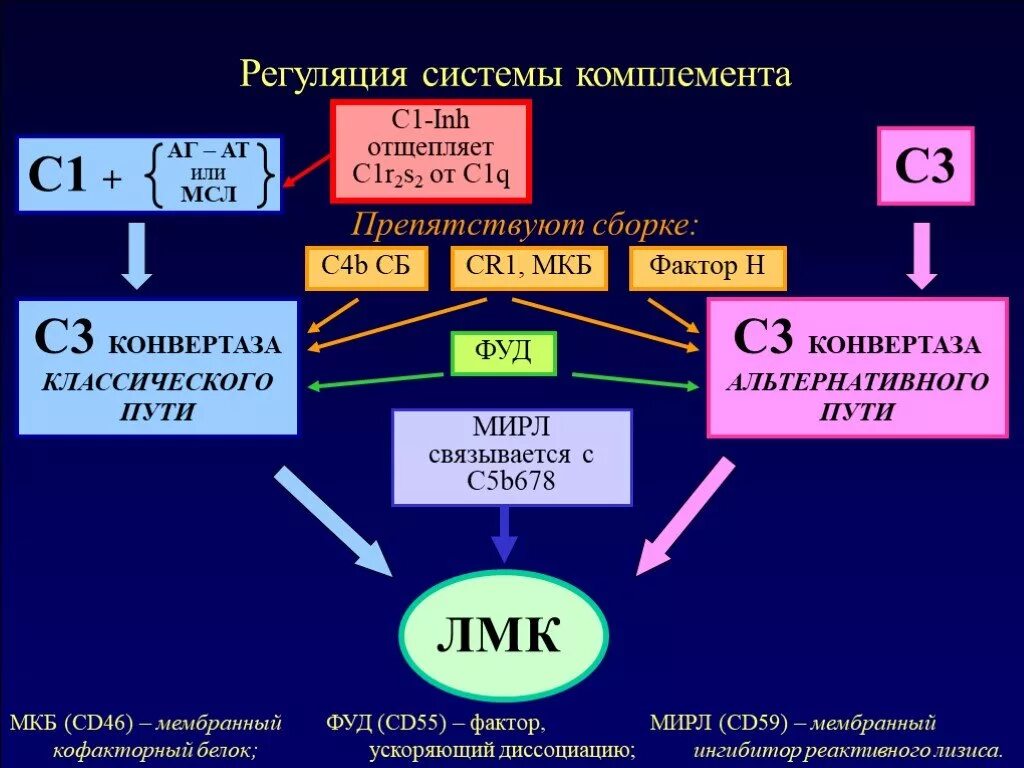 Цена комплемента. Система комплемента иммунология классический путь. Строение компонентов системы комплемента. Система комплемента с5. Функции белков системы комплименты.