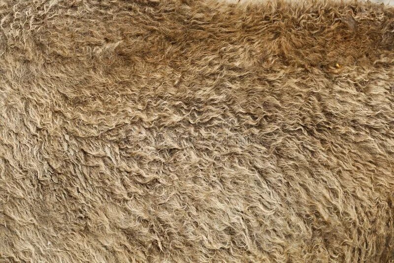Мех бизона. Буйвол пушистый. Buffalo hide. Мех бизона. Шерсть зубра.