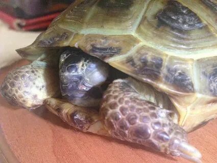 Нормальных черепах