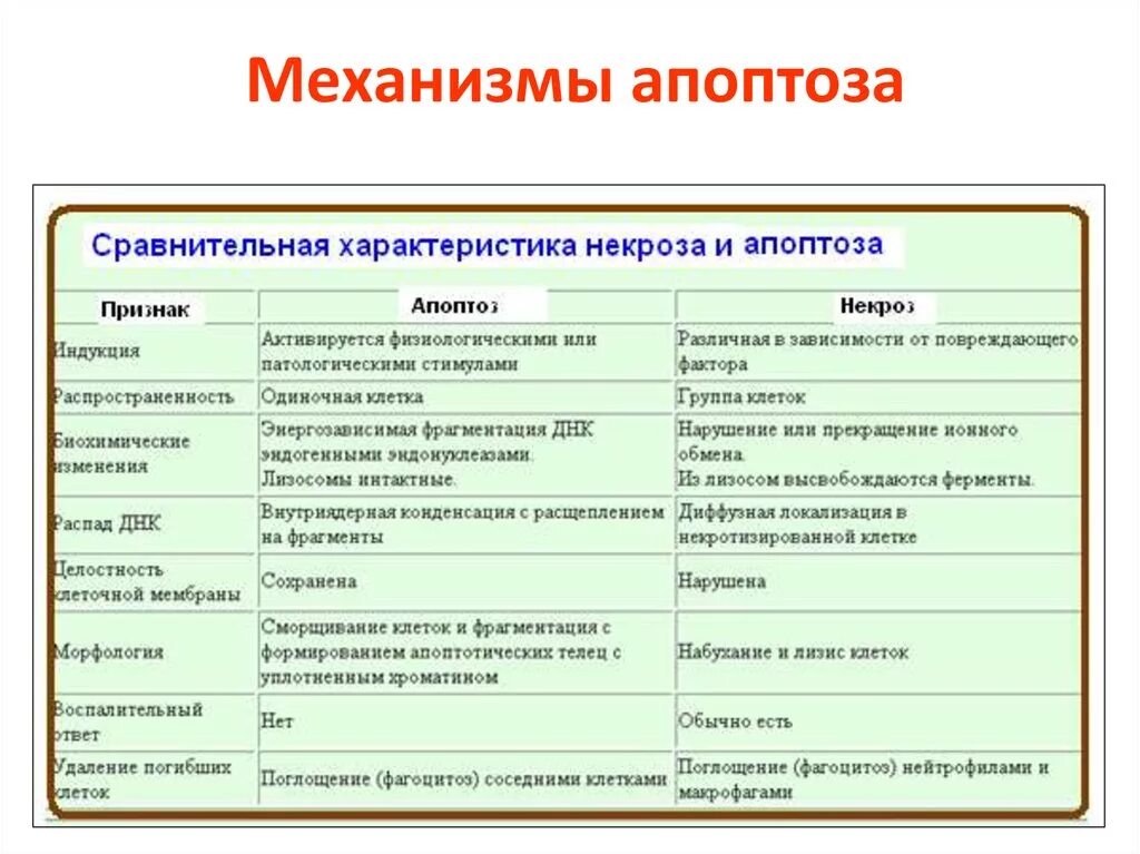 Механизм развития апоптоза патанатомия. Апоптоз и некроз таблица. Апоптоз механизмы апоптоза. Апоптоз и некроз механизмы. Содержит ферменты осуществляющие апоптоз