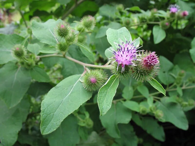 Репейник малый. Репейник медонос. Лопух репейник. Лопух малый (Arctium Minus).