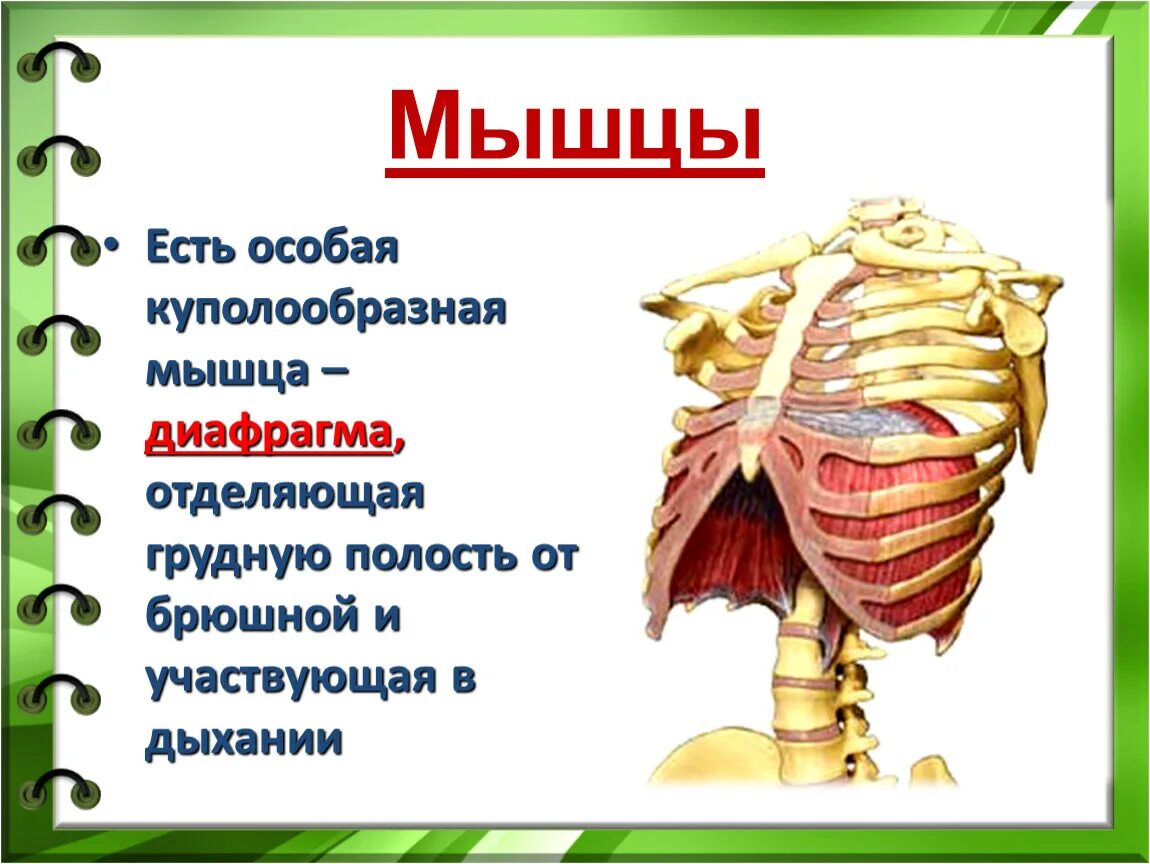 Орган отделяющий грудную полость от брюшной. Куполообразная мышца отделяющая грудную полость. Куполообразная мышца отделяющая грудную полость от брюшной. Диафрагма отделяет грудную и брюшную полость. Что отделяет грудную полость от брюшной.