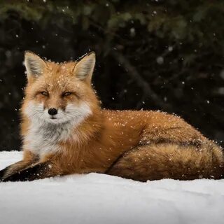 Горячая лисичка