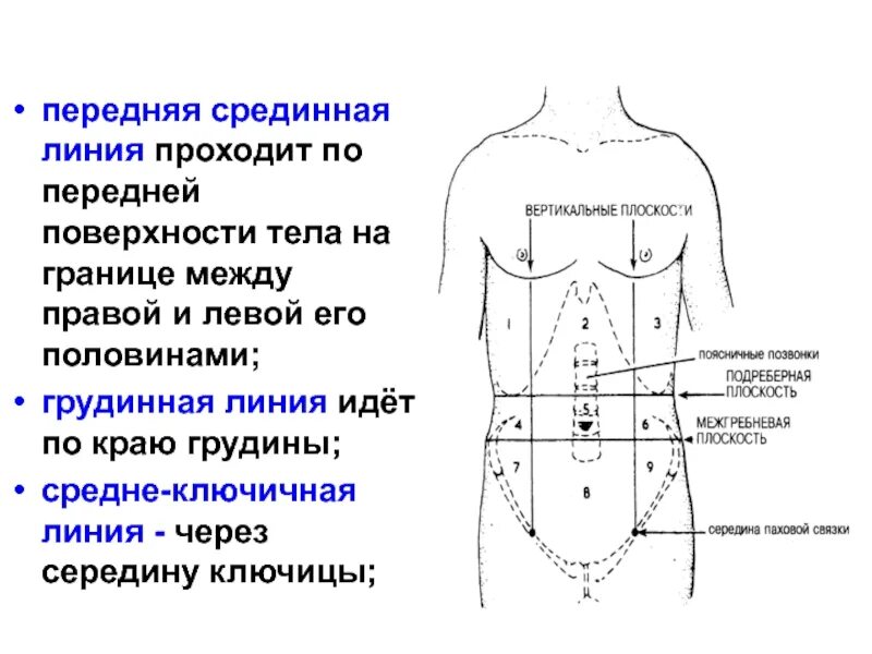 Линия а располагается. Передняя срединная линия. передняя срединная линия тела. передне срединная линия. передняя срединная линия проходит.