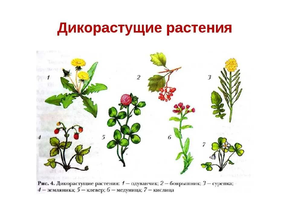 3 видовых названия. Лекарственные дикорастущие растения названия. дикорастущие травы названия 2. дикорастущие растения примеры. дикие растения названия.
