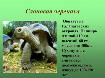 Слоновая черепаха где обитает