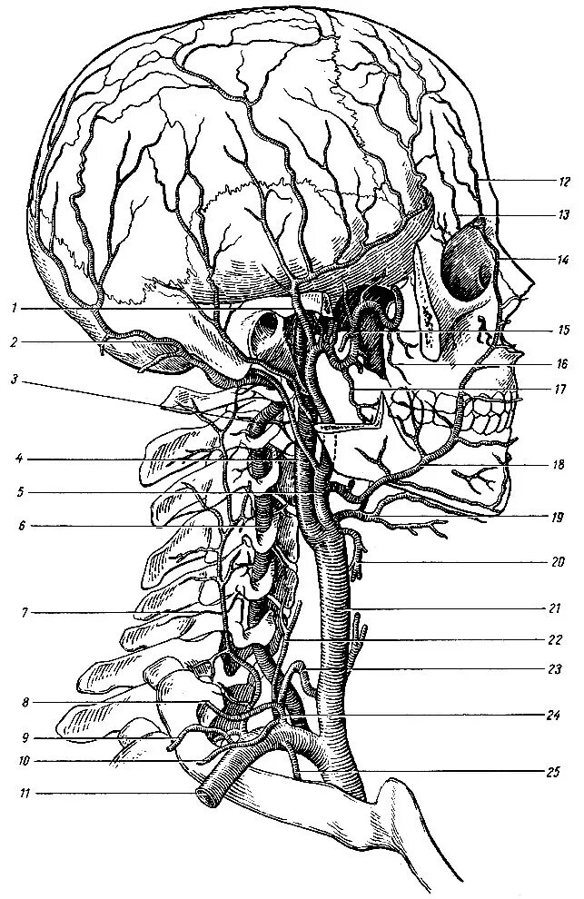 Анатомия сосудов головы