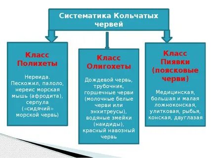 Систематическая группа червей