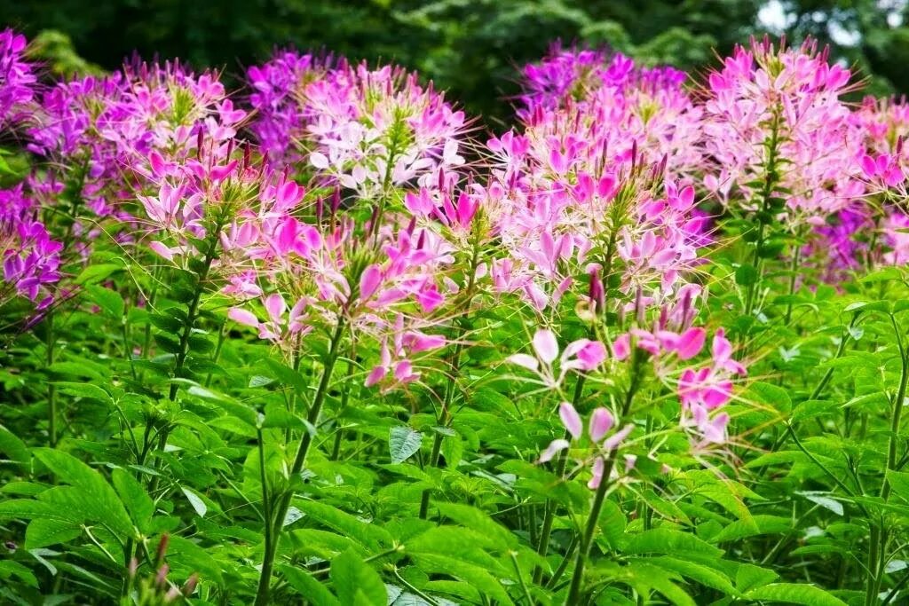 Клеома фото и описание. Клеома цветок. Клеома колючая. Клеома колючая (Cleome spinosa). Однолетник клеома.