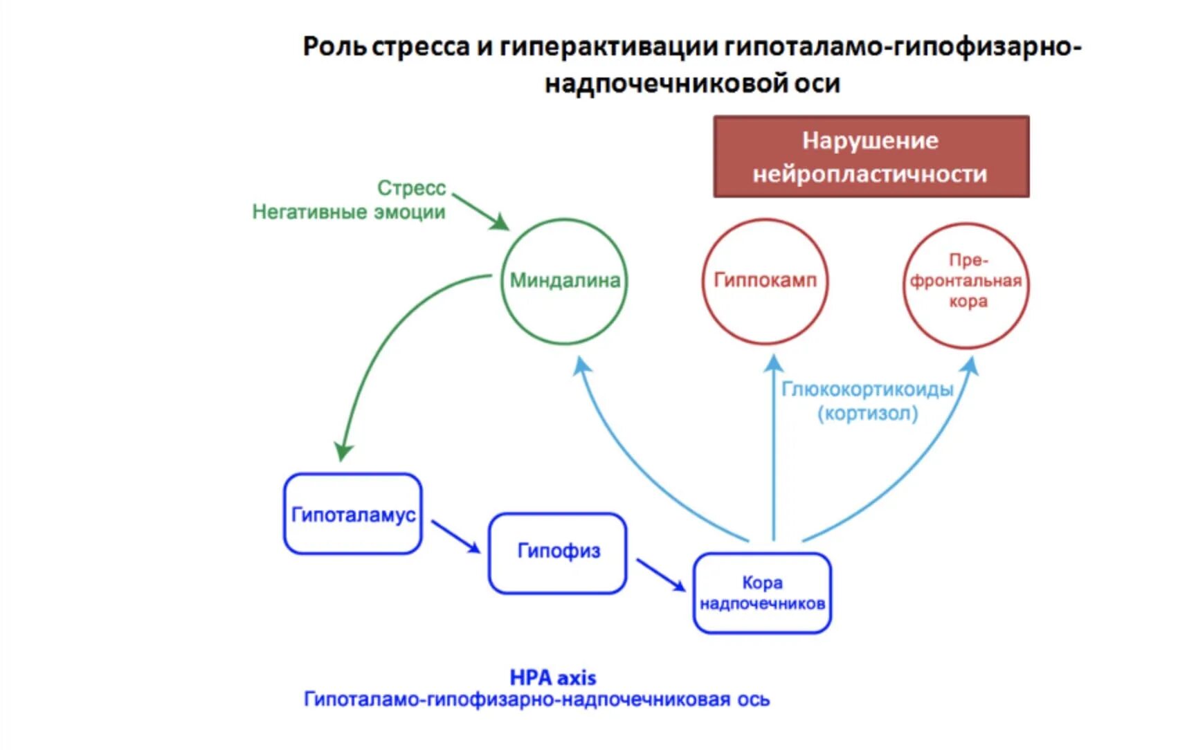 Роль стресса. Схема гипоталамо-гипофизарно-надпочечниковой системы. схема развития стрессовой реакции. схема возникновения стресса. механизм возникновения стресса.